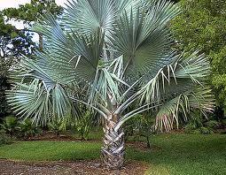 Bismarck Palm 10' OA- B&B [Bismarckia Nobilis]
